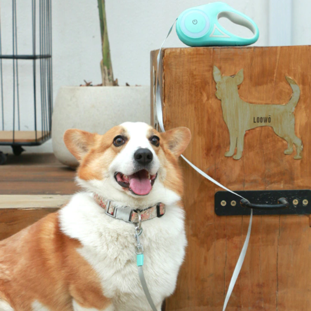 Retractable Illuminating Dog Leash