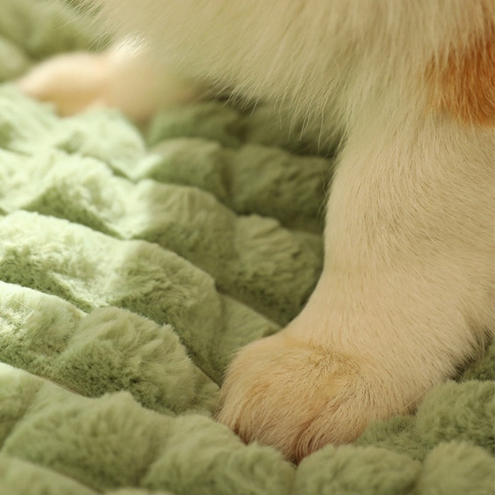 Pet Pillow Bed Combo