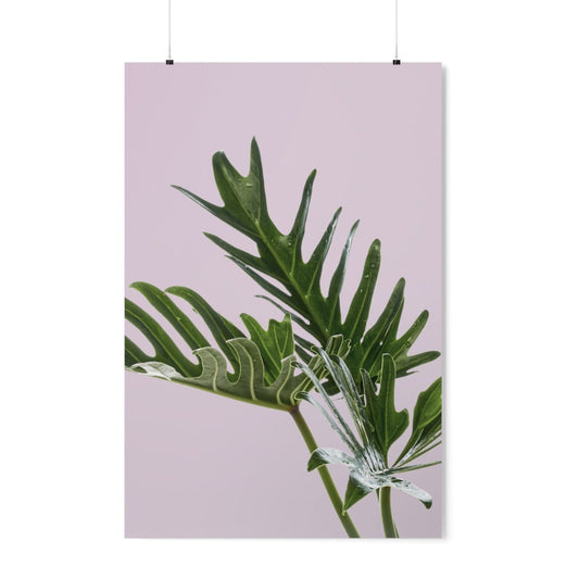 Pink Poster, Philodendron Delight: pale pink, dark green green split-leaf plant foliage, minimal botanical style