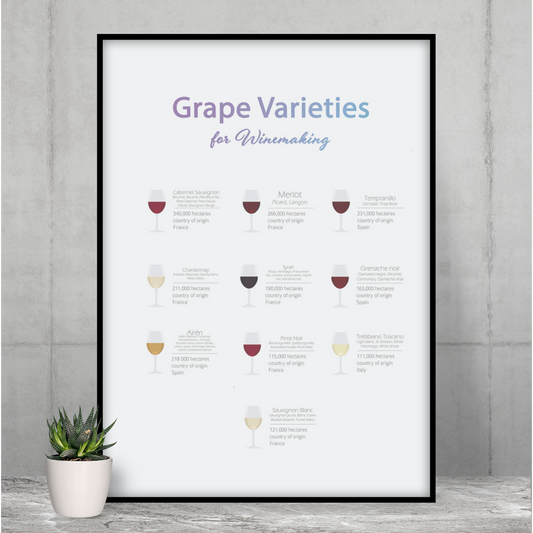 Decorate Your Room with a Poster Featuring Grape Types for Wine Production: white, black grape varieties for winemaking infog