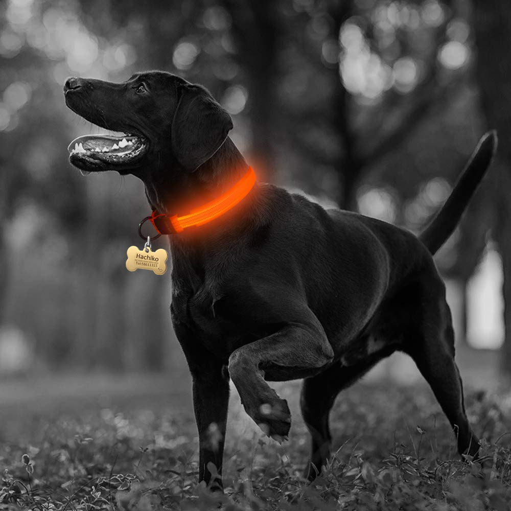Nylon LED Dog Collar Set of 2