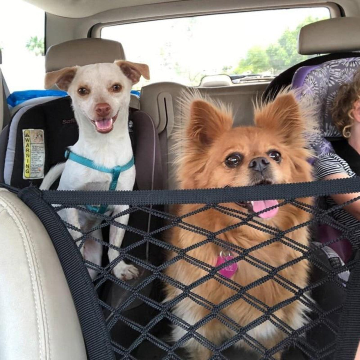 Car Pet Net Petitioner