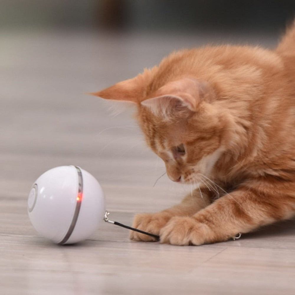 Feather LED Pet Ball with Illumination
